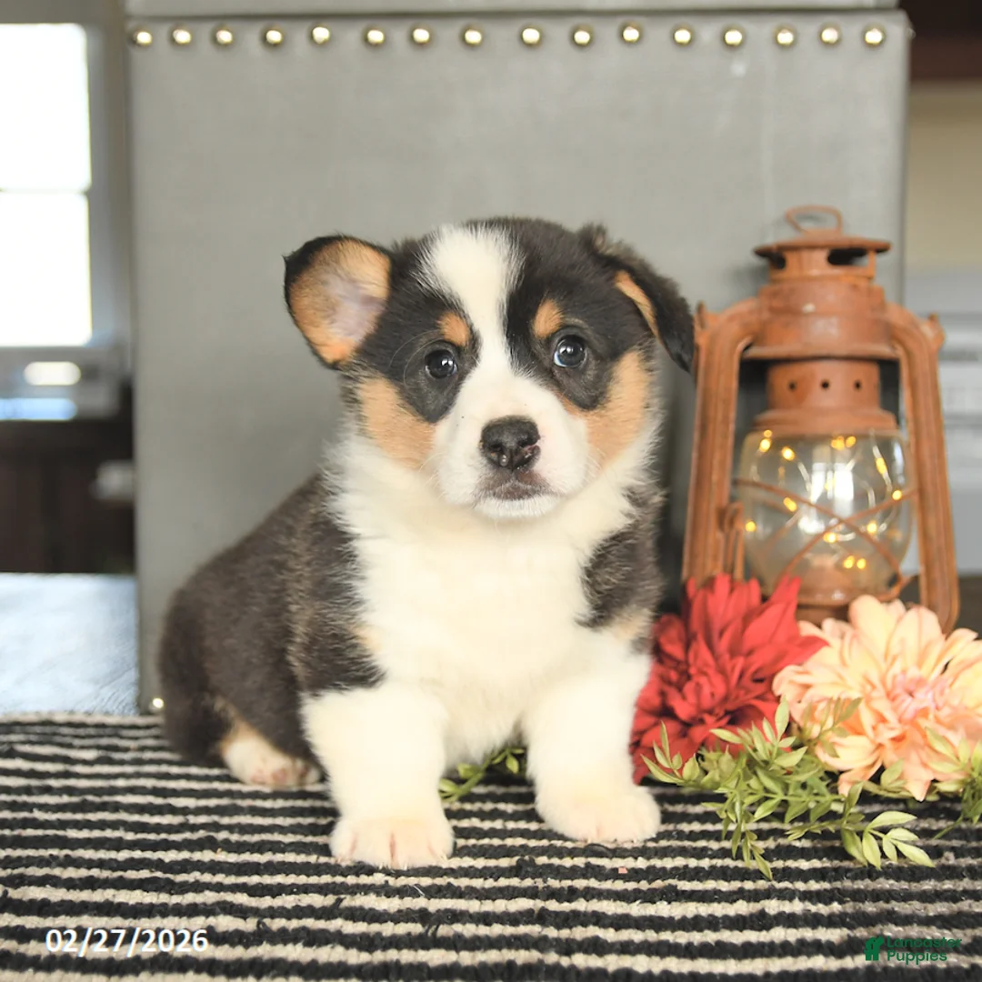 Welsh Corgi Pembroke dogs for sale: Chip - Ad 2