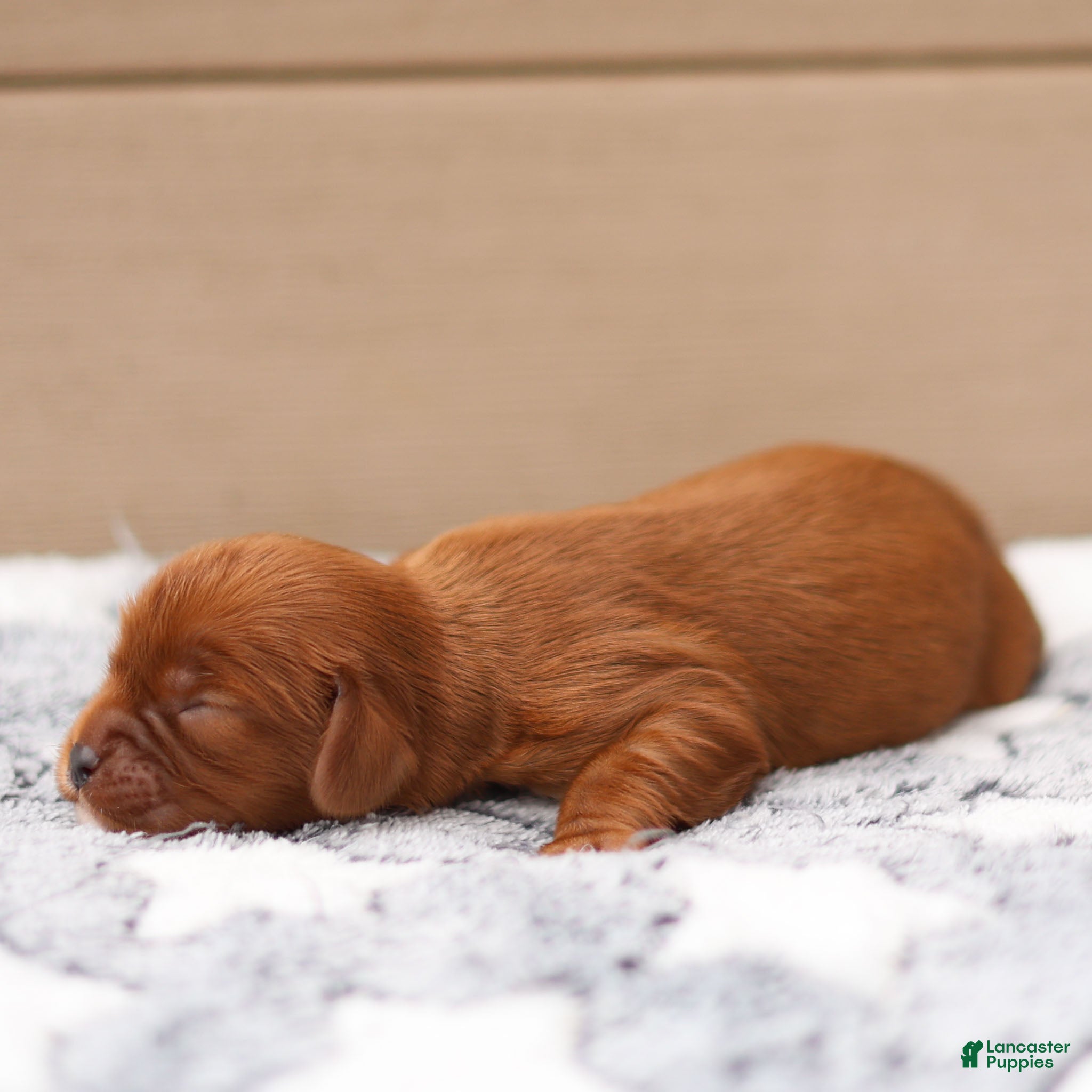 Cavalier King Charles Spaniel dogs Hazel Cavalier King Charles Spaniel  - Ad 2