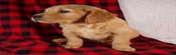 Golden Retriever dogs for sale: Tucker - Ad 7