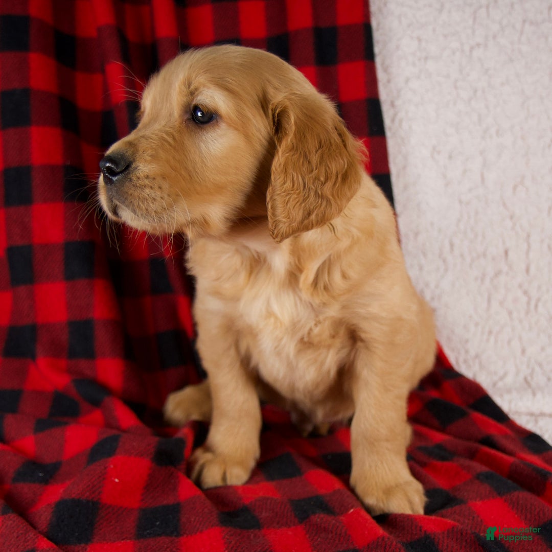 Golden Retriever dogs for sale: Tucker - Ad 7
