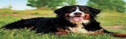 Mini Bernedoodle dogs for sale: Jenna - Ad 7