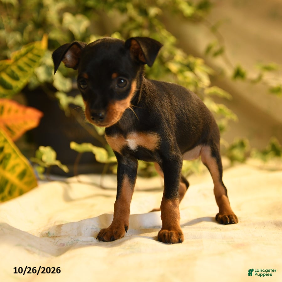 Miniature Pinscher dogs for sale: Georgia - Ad 2