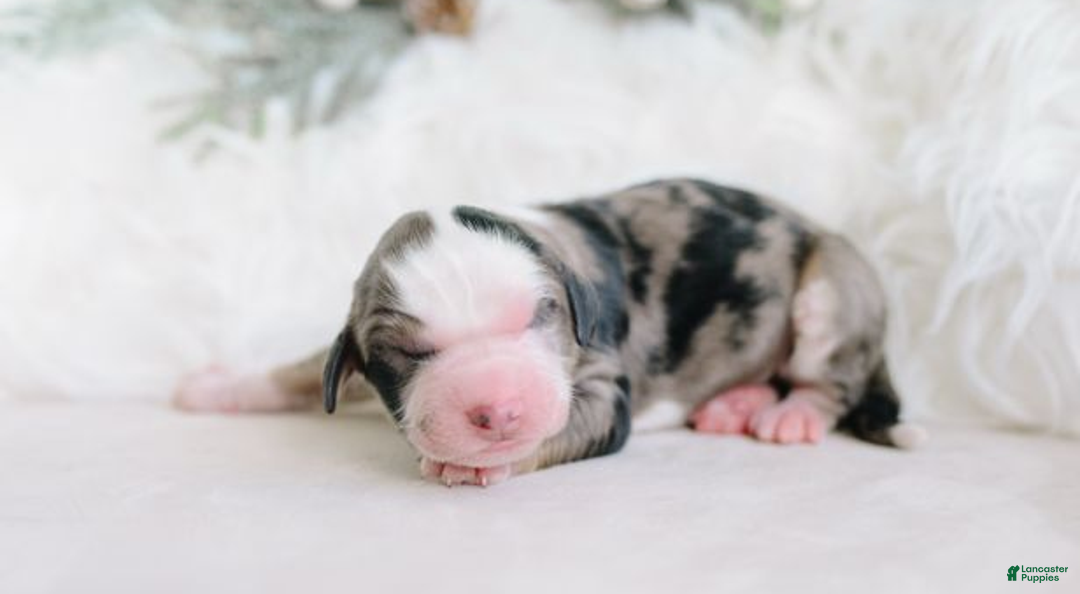 Aussiedoodle dogs for sale: Rocky - Ad 1