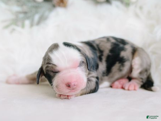 Aussiedoodle dogs Rocky - Ad 31