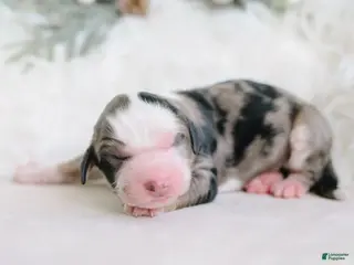 Aussiedoodle dogs Rocky - Ad 29