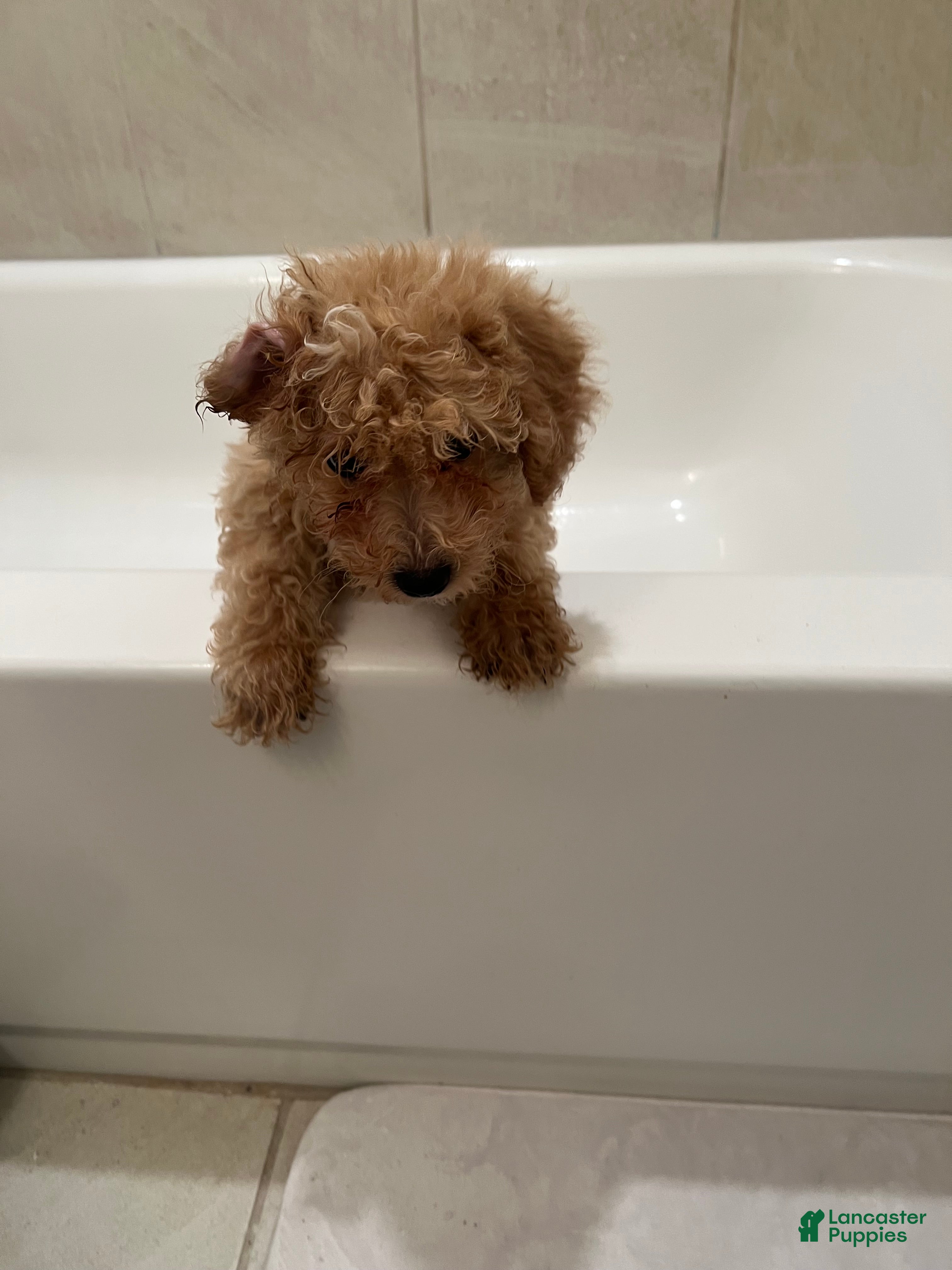 Mixed Breed dogs Princess  - Ad 27