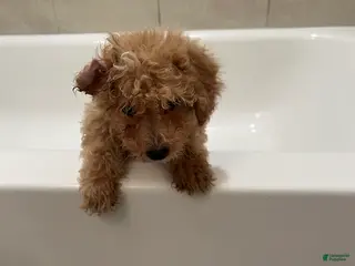 Mixed Breed dogs Princess - Ad 26