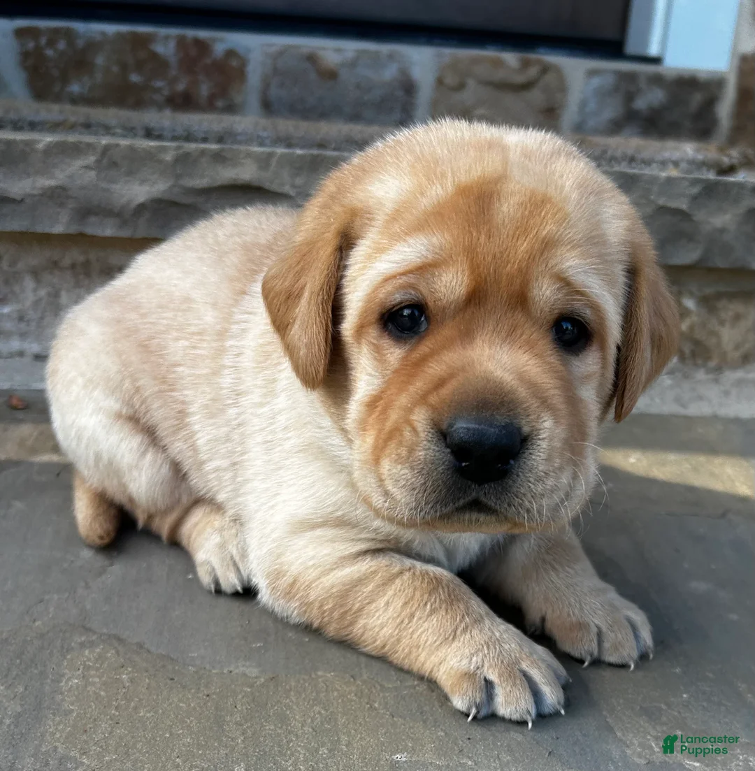 Labrador Retriever dogs for sale: Bucky - Ad 1