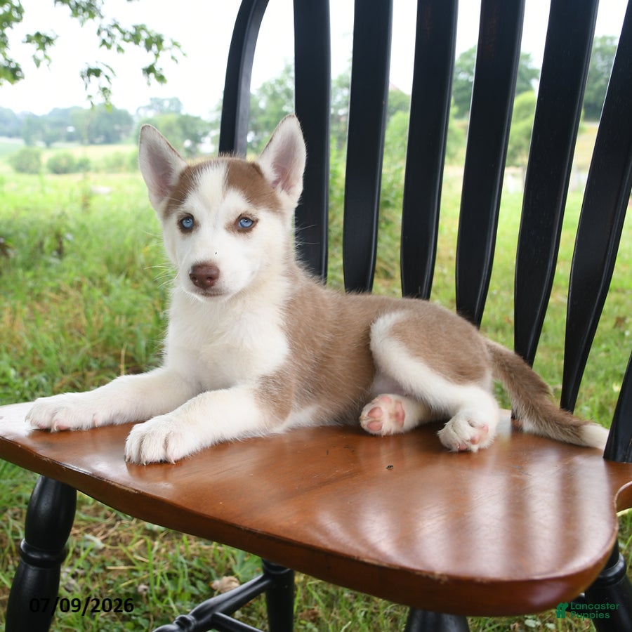 Siberian Husky dogs Sierra - Ad 1