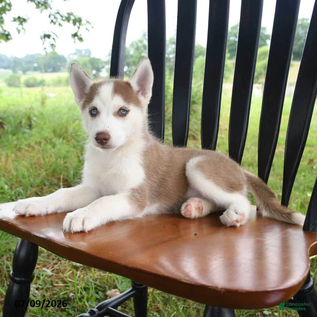 Siberian Husky dogs for sale: Sierra - Ad 1