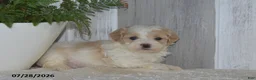 Maltipoo dogs for sale: Patsy - Ad 5
