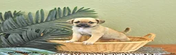 Mixed Breed dogs for sale: Cookie - Ad 3