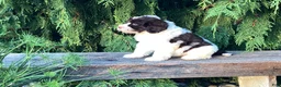 Portuguese Water Dog dogs for sale: Lincoln - Ad 6