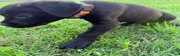 Cane Corso dogs for sale: Crowley AKC yellow/orange collar - Ad 7