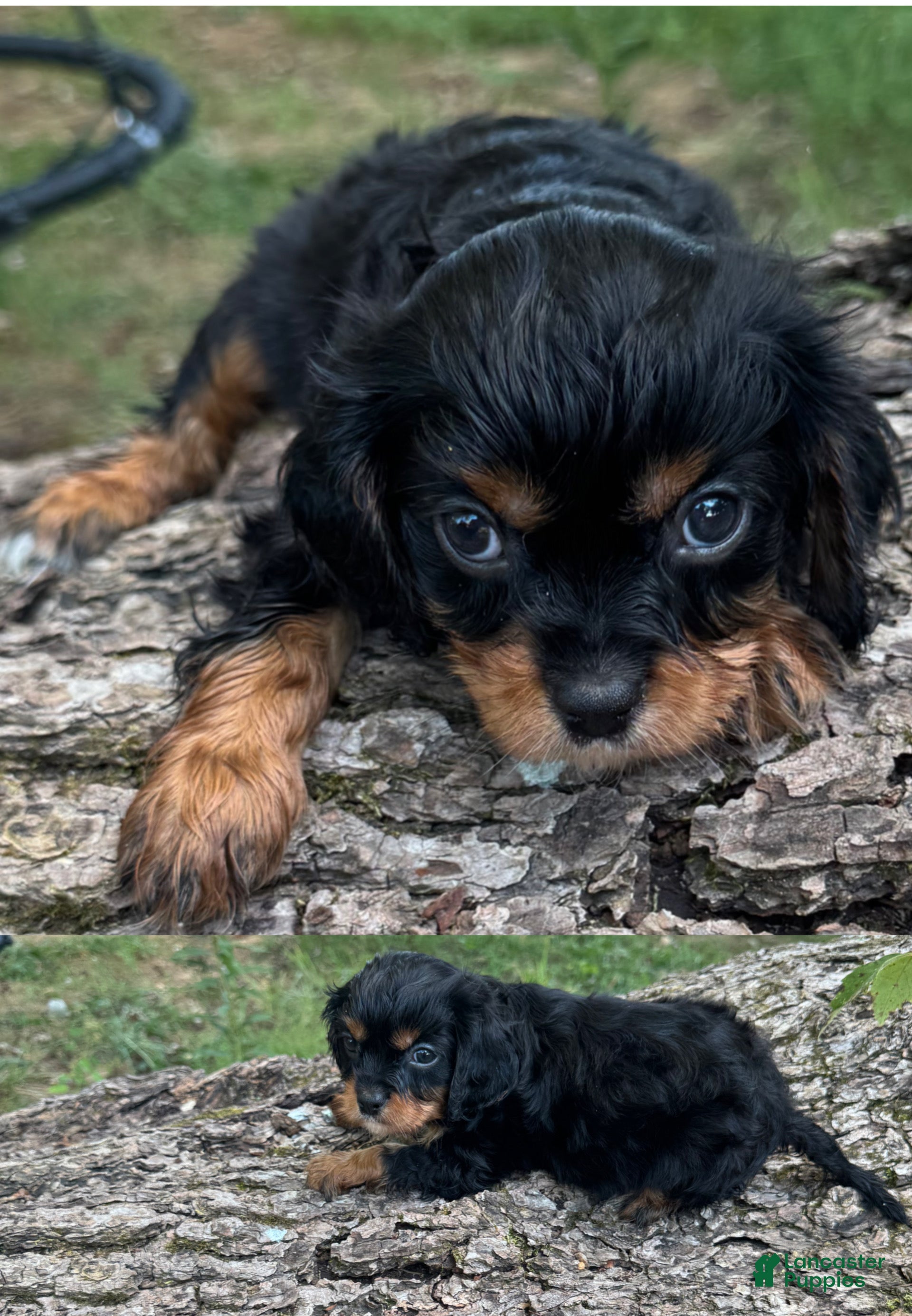 Cavalier King Charles Spaniel dogs for sale: Cavalier King Charles Spaniel 2 - Ad 4