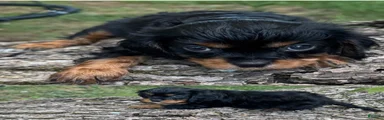 Cavalier King Charles Spaniel 2