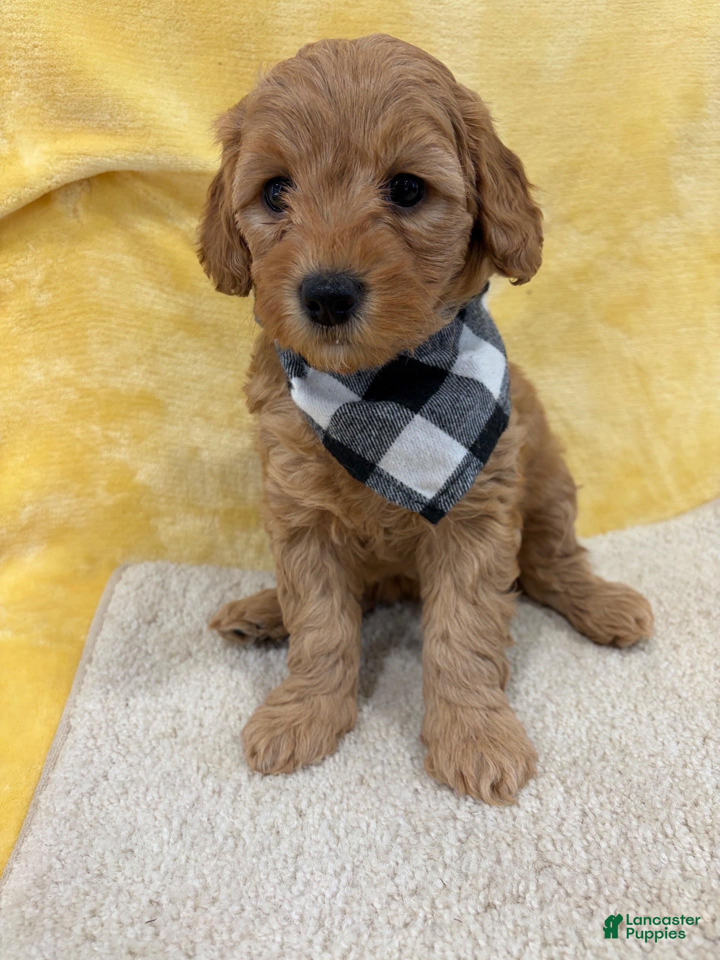 Mini Goldendoodle dogs for sale: Mia - Ad 1