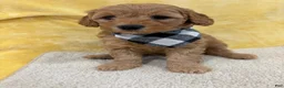 Mini Goldendoodle dogs for sale: Mia - Ad 1
