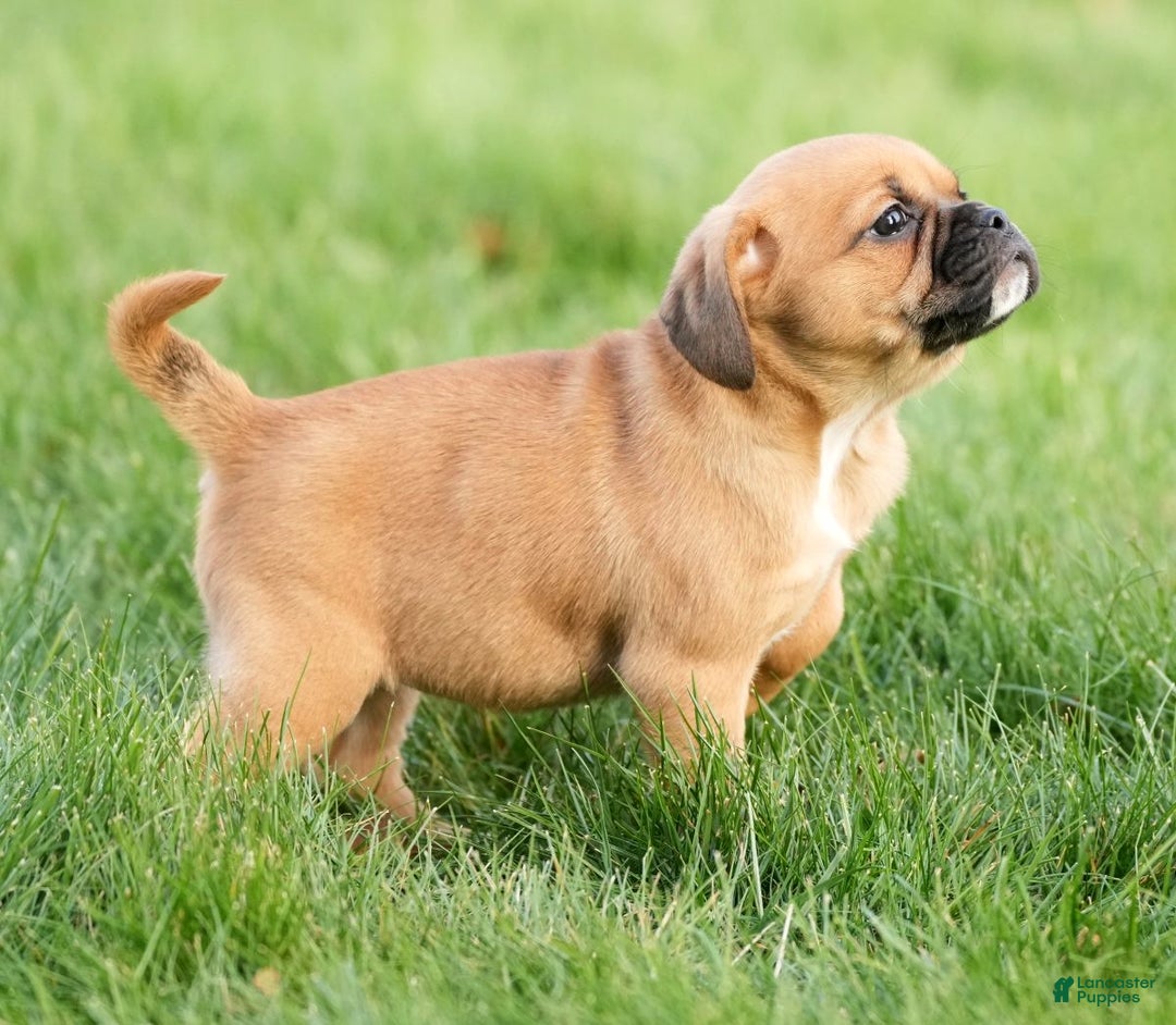 Puggle dogs for sale: Piper - Ad 2