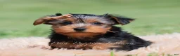 Yorkshire Terrier dogs for sale: Russ - Ad 7
