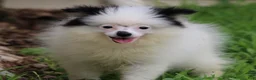 Pomsky dogs for sale: Tilly  - Ad 6