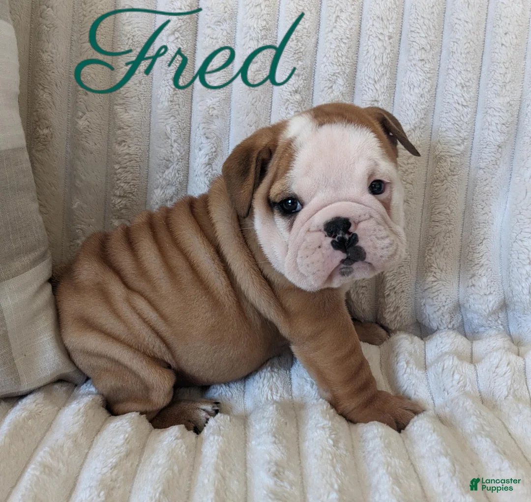 English Bulldog dogs for sale: AKC Fred  - Ad 2