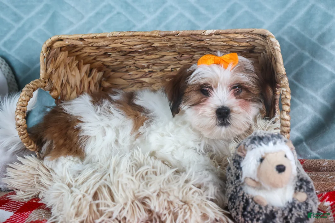 Teddy Bear dogs for sale: GEORGE - Ad 7