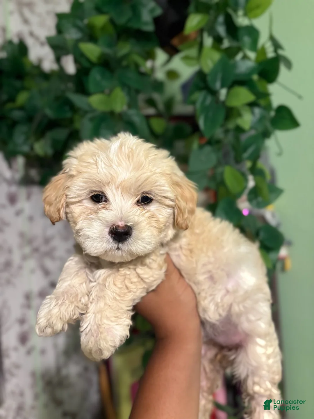 Maltipoo dogs for sale: Locus - Ad 4