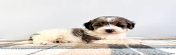 Bernedoodle dogs for sale: Gru - Ad 3