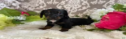 Miniature Dachshund dogs for sale: Kira - Ad 9