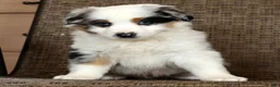 Miniature Australian Shepherd dogs for sale: Stormy - Ad 6