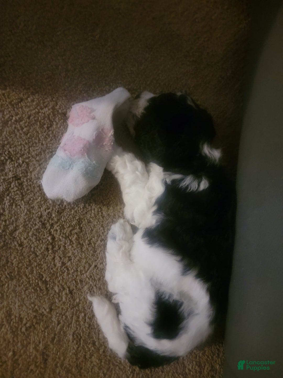 Mixed Breed dogs for sale: Chopper - Ad 4