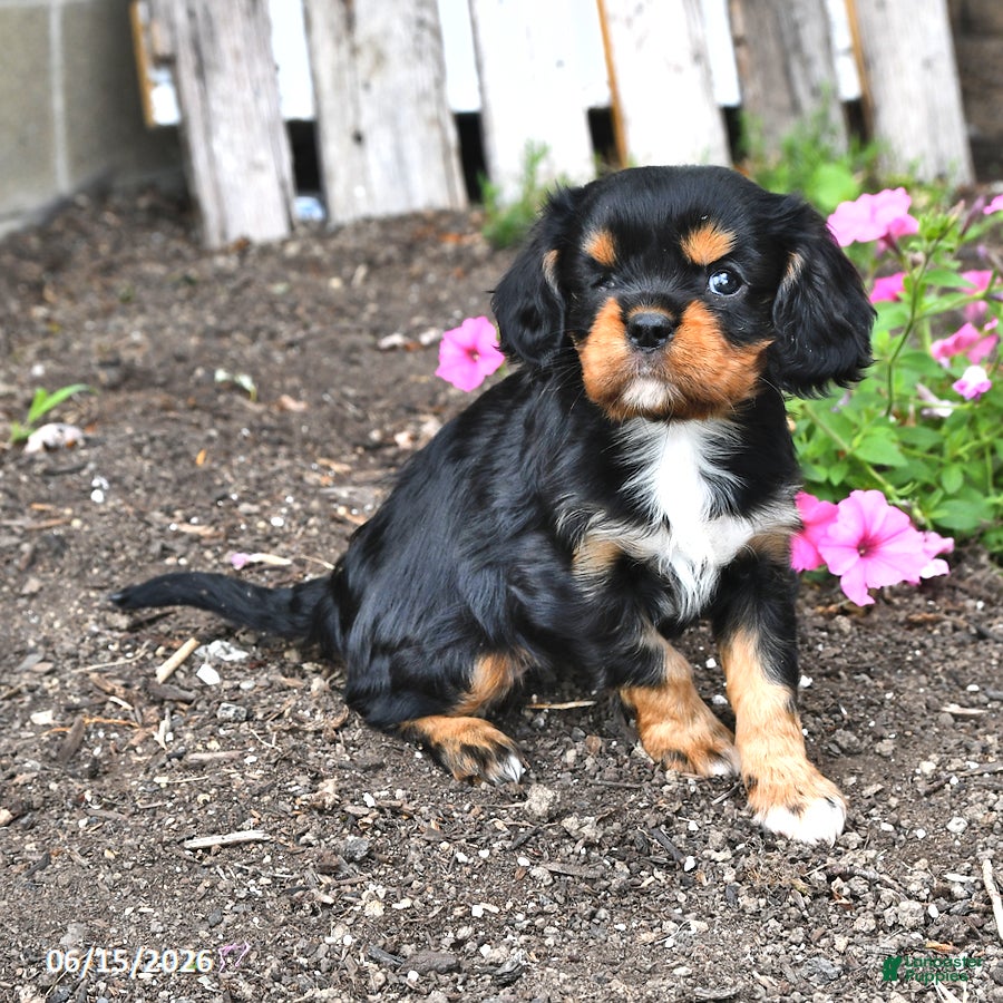 Cavalier King Charles Spaniel dogs Dixie - Ad 1
