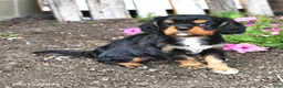 Cavalier King Charles Spaniel dogs for sale: Dixie - Ad 1