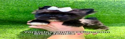 Yorkshire Terrier dogs for sale: Yorkshire Terrier 1 - Ad 2