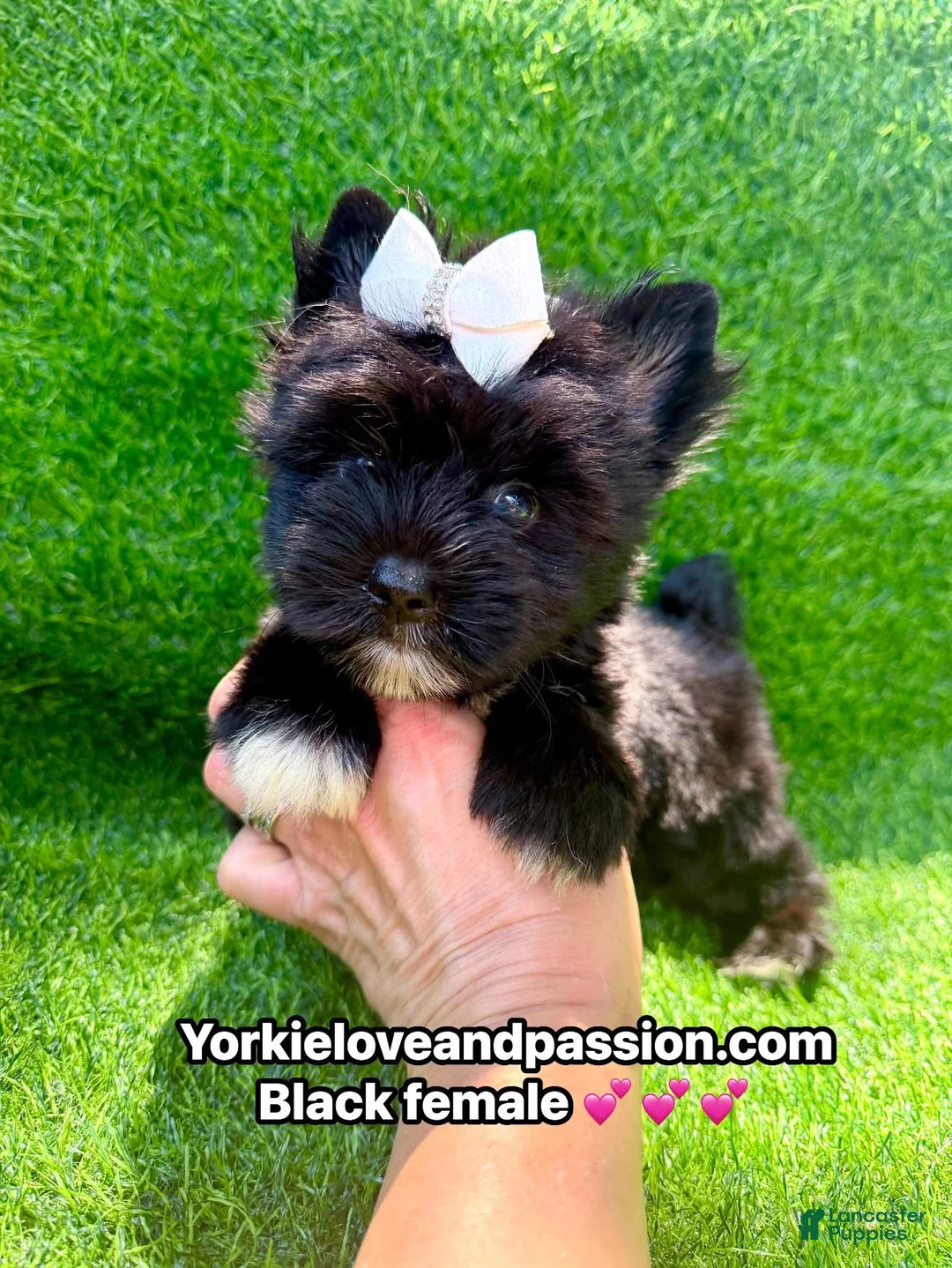 Yorkshire Terrier dogs for sale: Yorkshire Terrier 1 - Ad 2