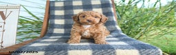 Cockapoo dogs for sale: Mia  - Ad 10