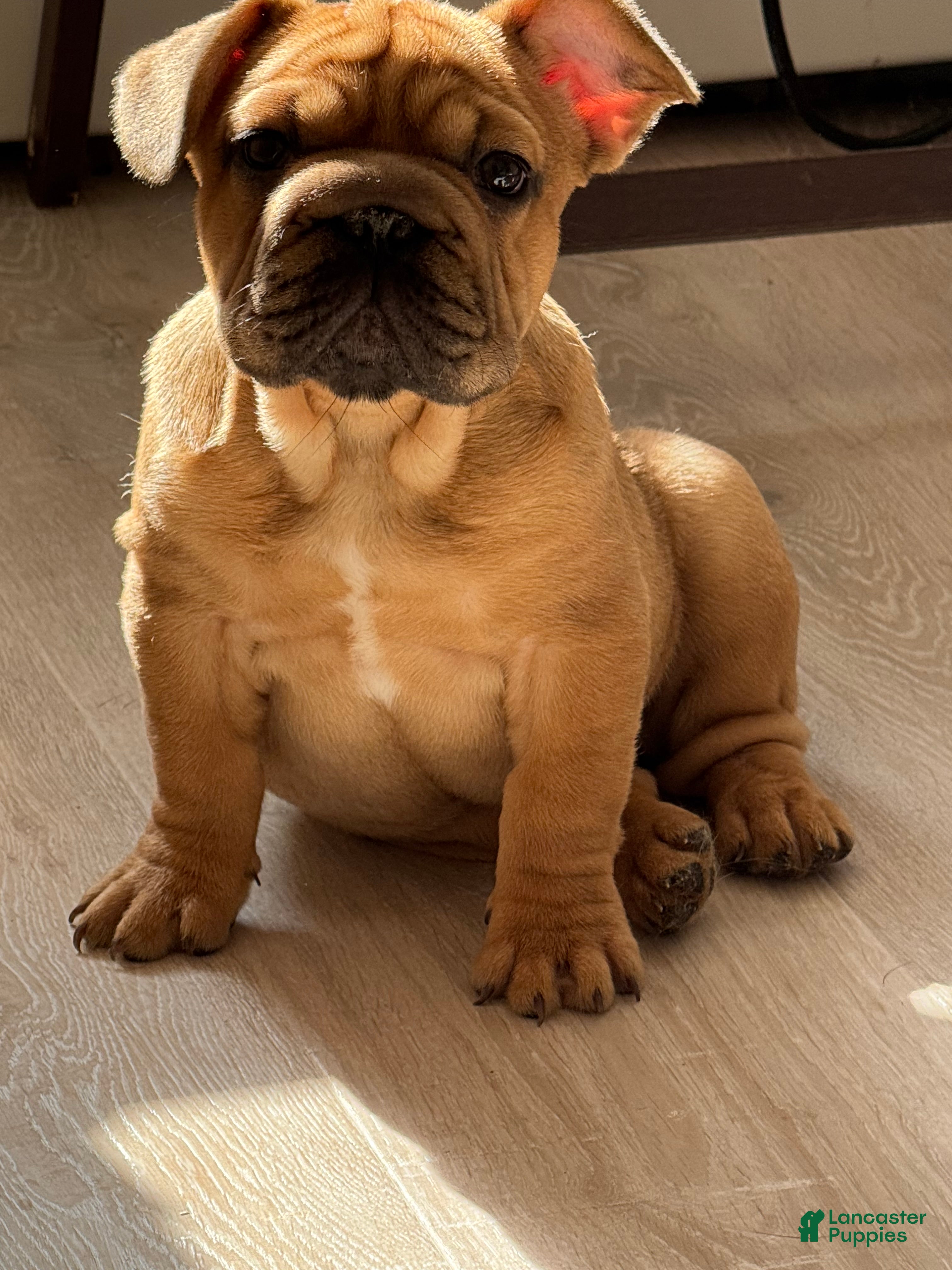 French Bulldog dogs French Bulldog 5 - Ad 10
