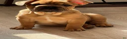 French Bulldog dogs for sale: French Bulldog 5 - Ad 1