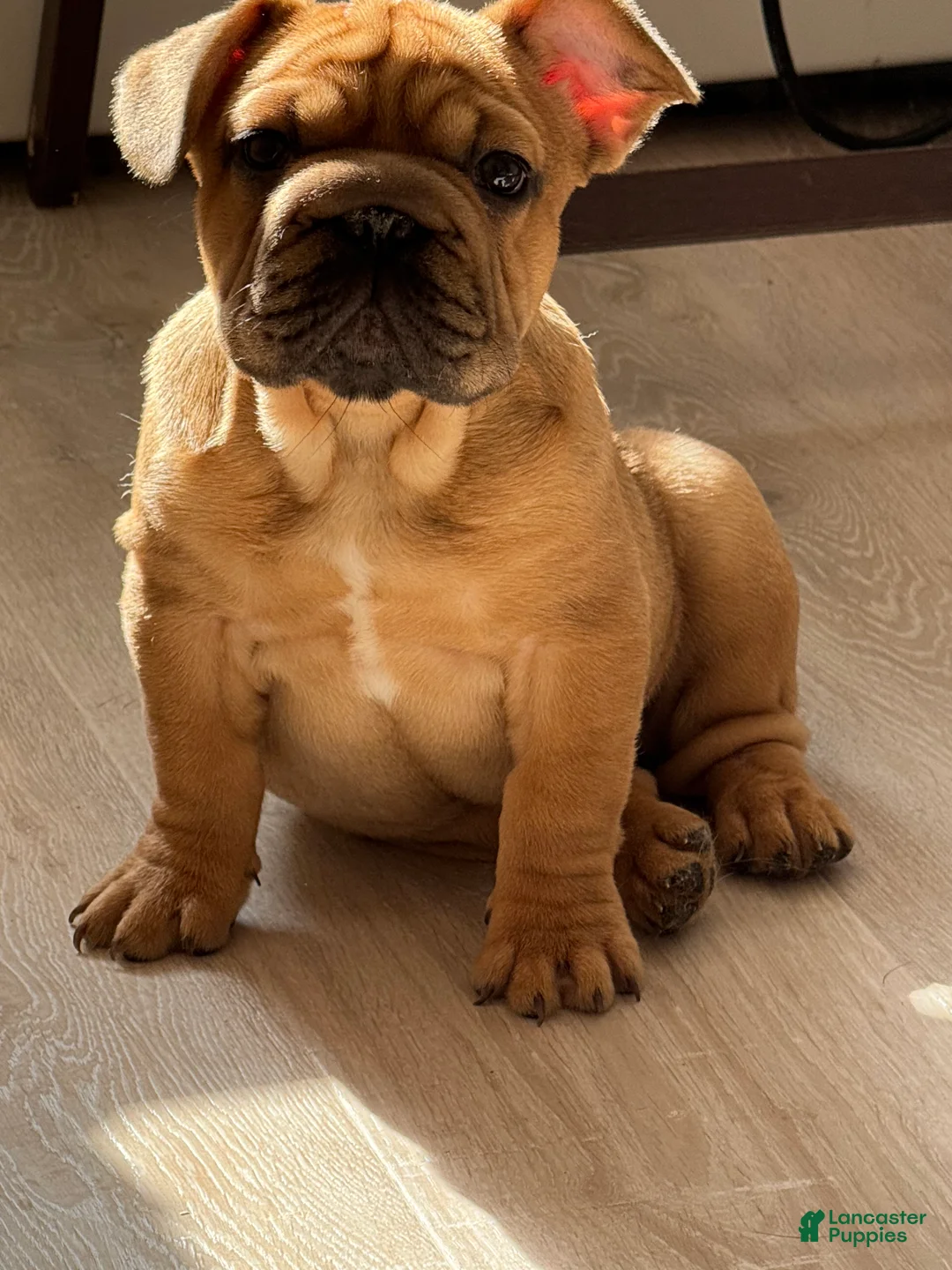 French Bulldog dogs for sale: French Bulldog 5 - Ad 1