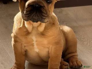 French Bulldog dogs French Bulldog 5 - Ad 10
