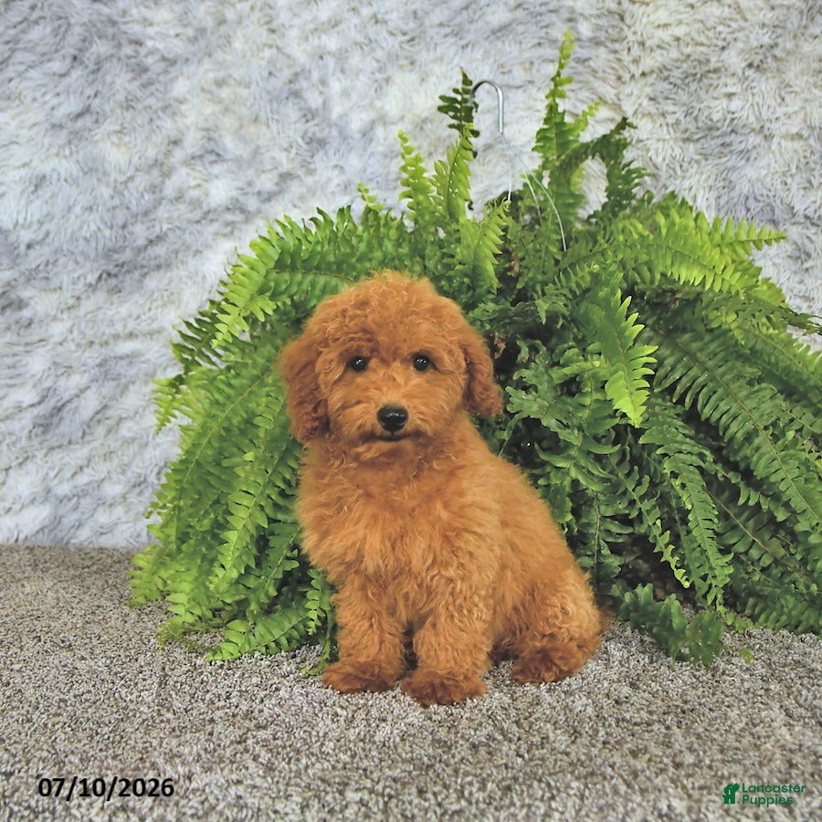 Toy Poodle dogs Jasper - Ad 1