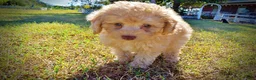 Havapoo dogs for sale: Dr. Pepper - Ad 10