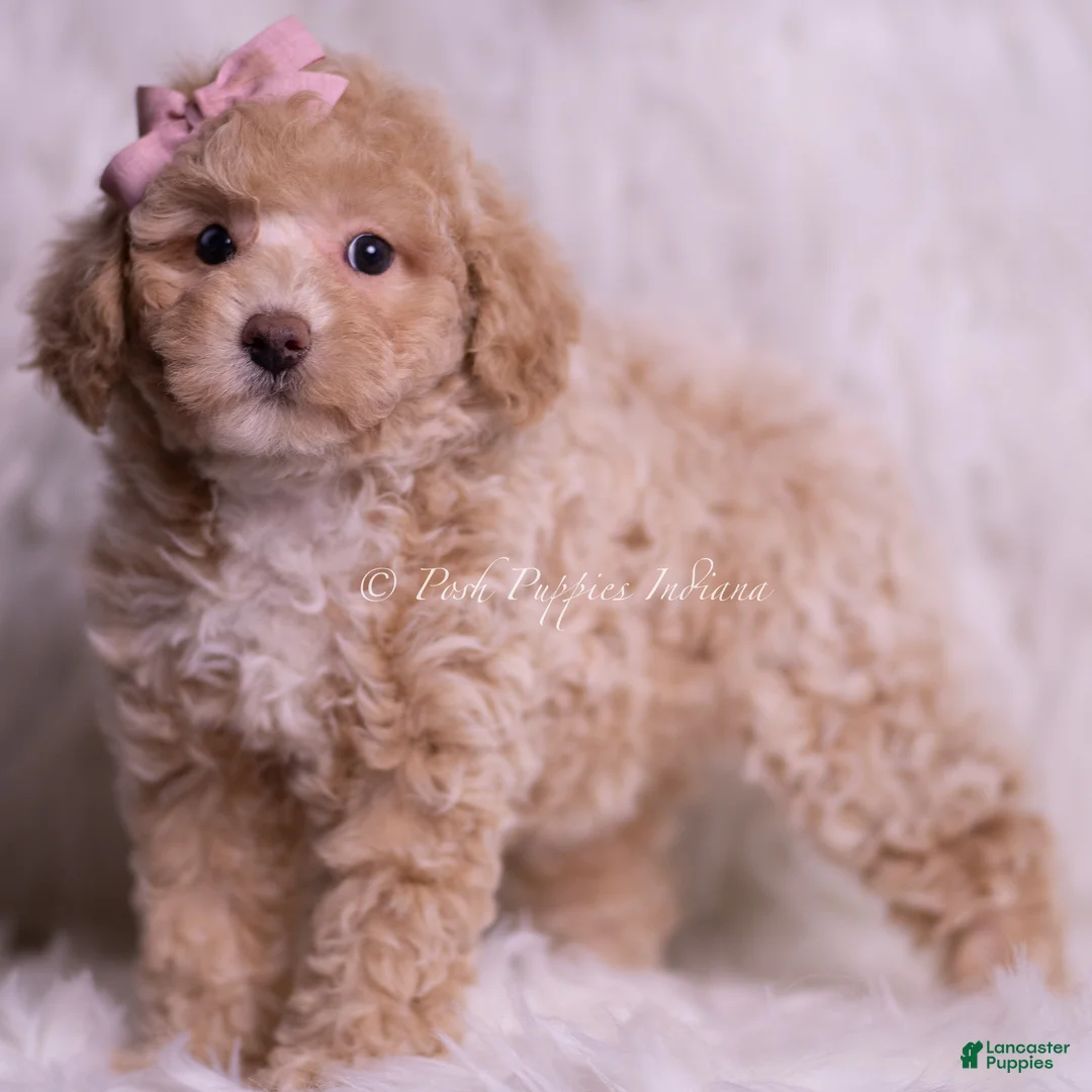 Miniature Poodle dogs for sale: Fluttershy - Ad 5