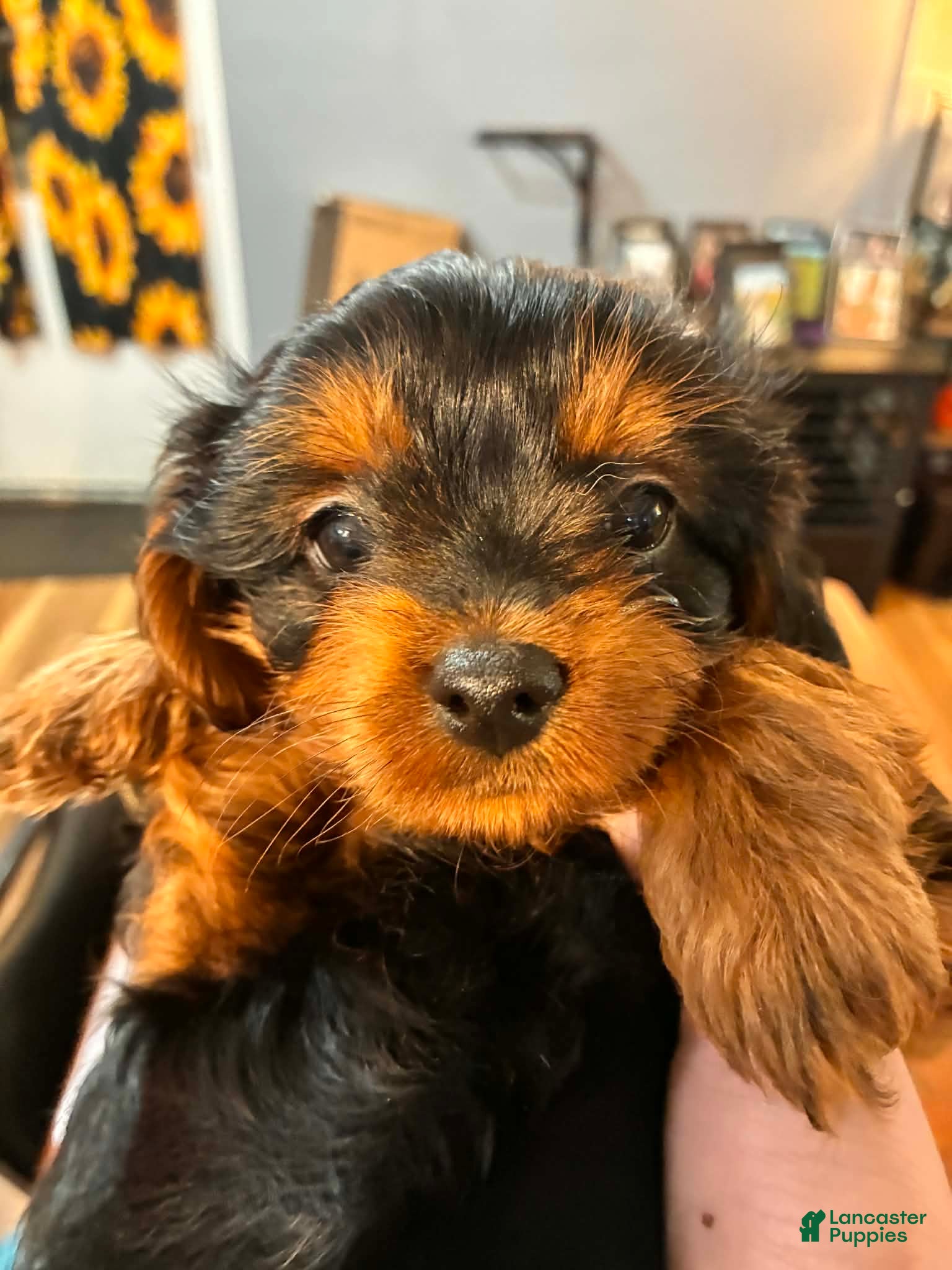 Mixed Breed dogs Mixed Breed Puppy 5 - Ad 37