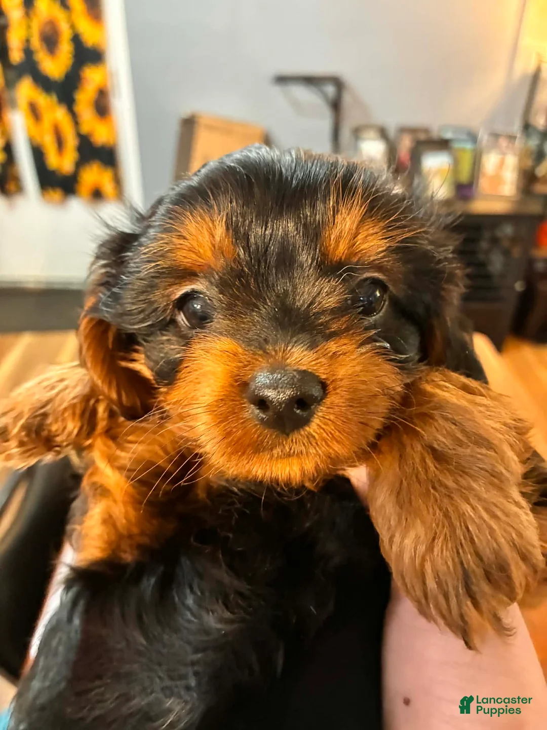 Mixed Breed dogs for sale: Mixed Breed Puppy 5 - Ad 1