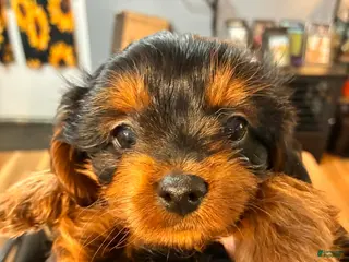 Mixed Breed dogs Mixed Breed Puppy 5 - Ad 37