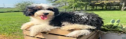 Mini Bernedoodle dogs for sale: Nacho - Ad 2