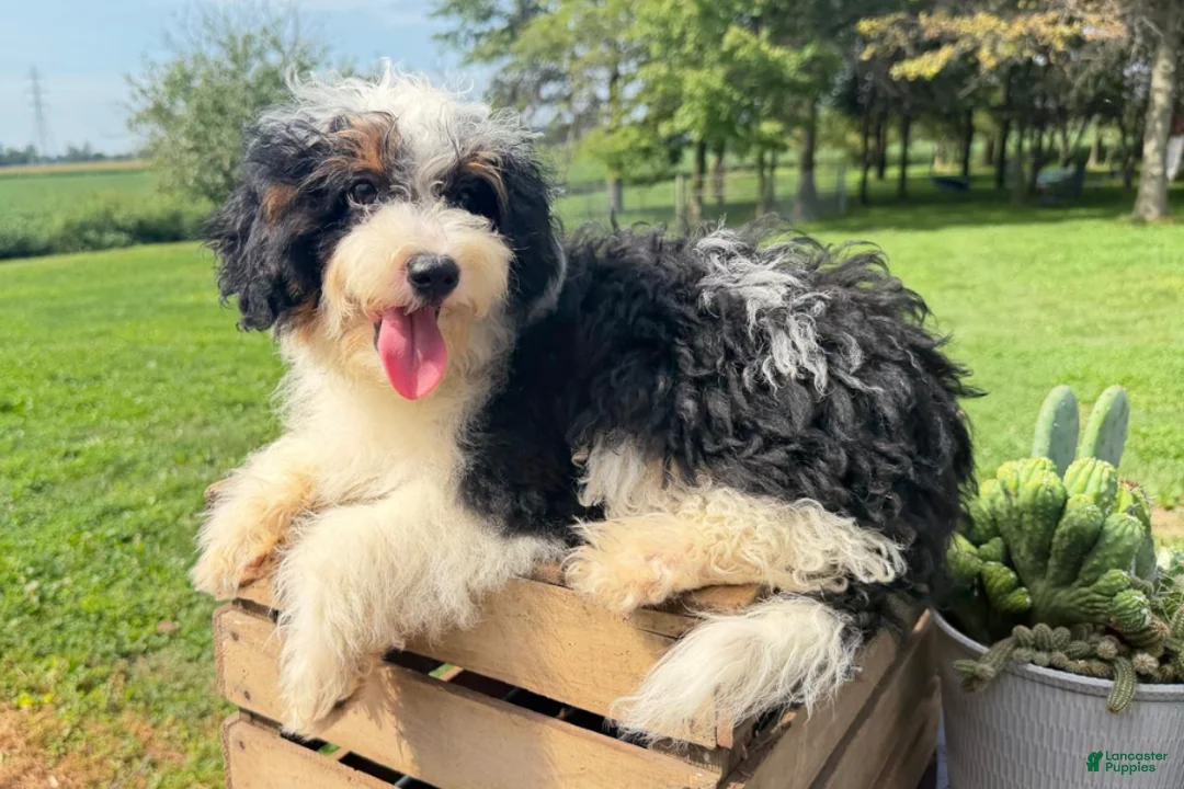 Mini Bernedoodle dogs for sale: Nacho - Ad 2