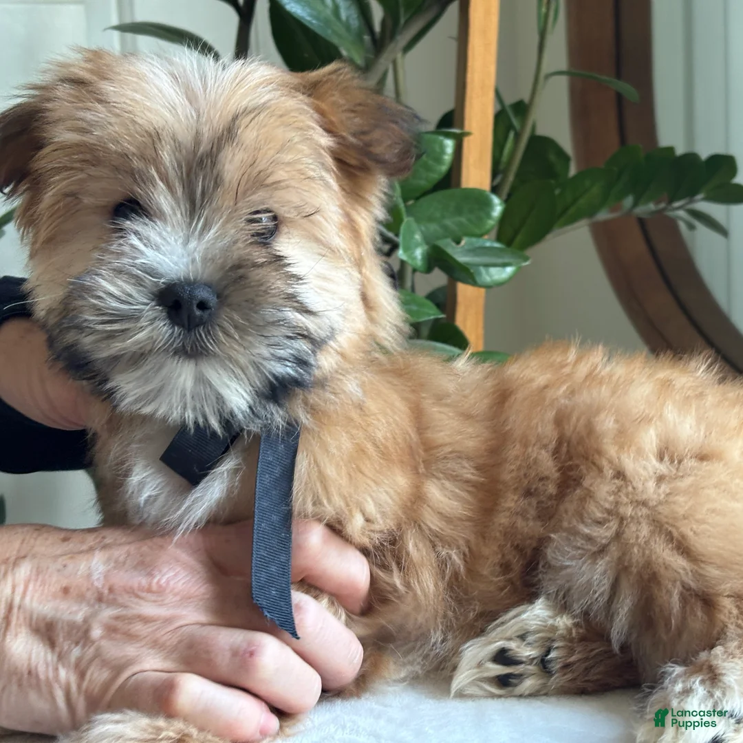 Morkie dogs for sale: Nemo - Ad 1